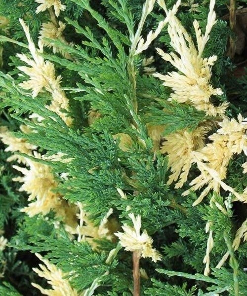 Телеграм у меня пока плохо работает ( Но