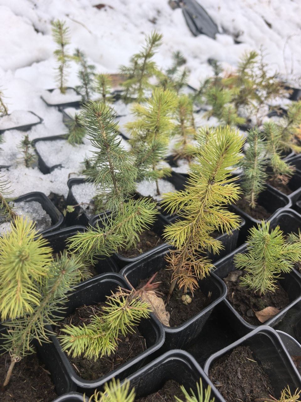 Ну что, первые результаты зимовки ❄️❄️❄️ Начинаю делиться.