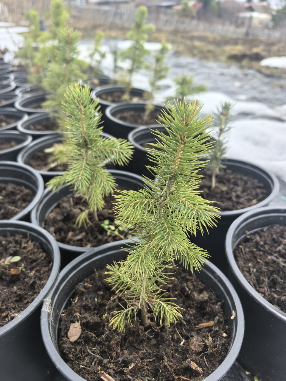 🌲🌲🌲Далее более взрослые хвойные ребята) Здесь вообще без