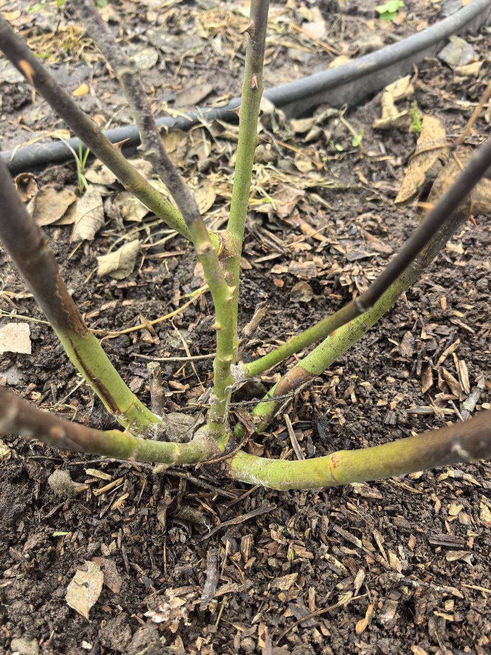 А теперь расклад по розам 🌹 Помните, что