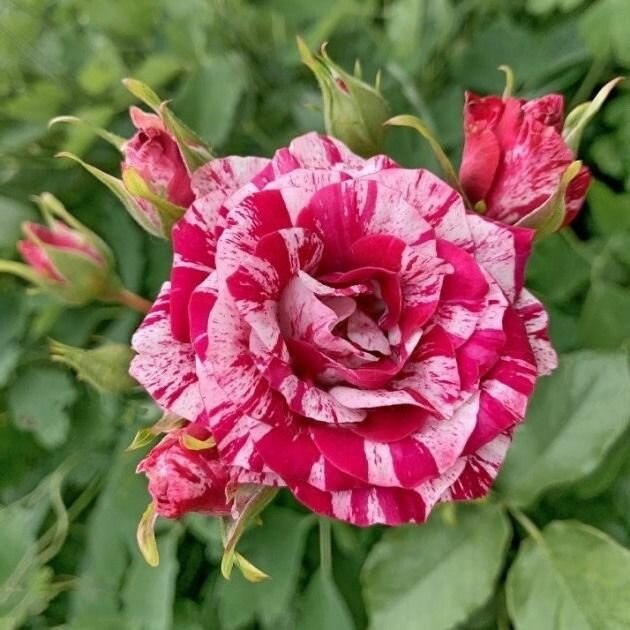 РОЗЫ НА ВЕСНУ 🌹 Арроу Фолиес 🌹 Спрей-роза