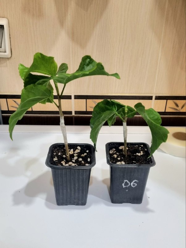 ⭐ Ну вот, хвастаюсь: в выходные случилась моя