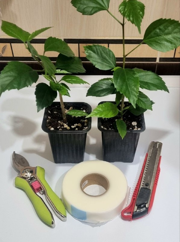 🌺 Прививаем гибискус 🌺 Итак, для прививки мне