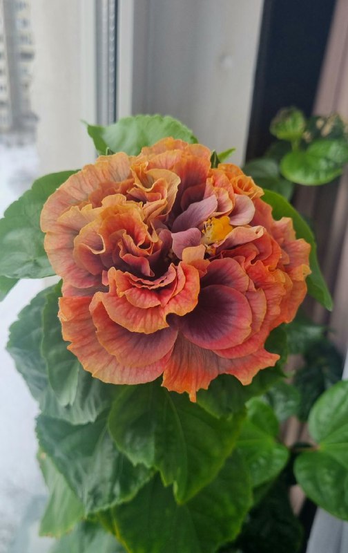 🌺 Продолжая тему гибискусов 🌺 Это один и