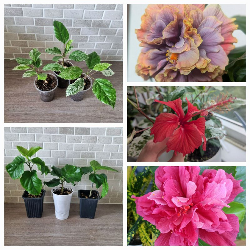 🌺 Ребята, гибискусы, которые прививала, уже в продаже